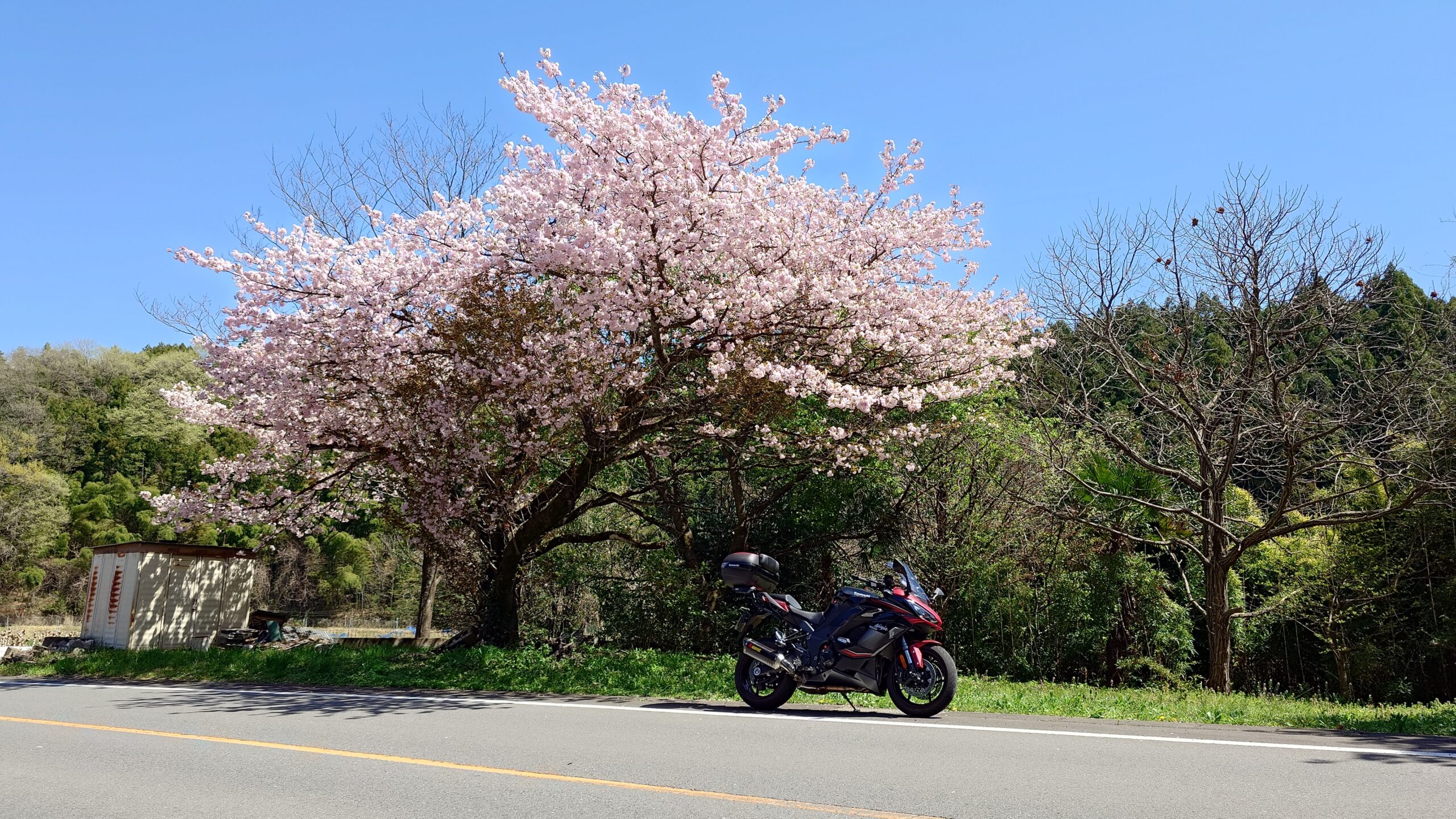 NINJAで、妙義山まで桜を見に行って来ました | セローなブログ